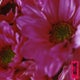 【期間限定】蜷川実花さんプロデューススキンが追加されました