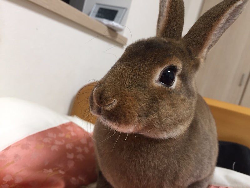 ブログテンプレートを使ってみよう！〜ペット日記編〜