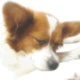 sleeping doggy[Happylog]