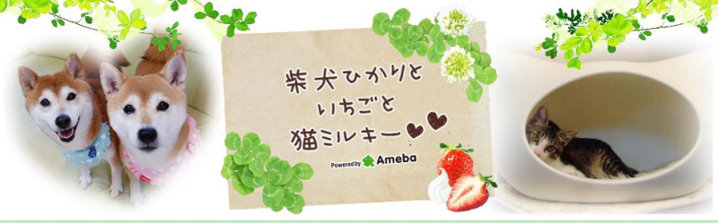 【ブログ活用法③】ペットブログ、書いてみませんか？うちの子が一番可愛い！をブログで伝えよう