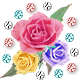 Pure Rose
